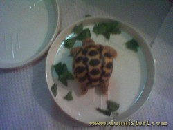 hatchling star tortoise